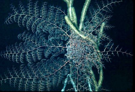 'NIGHT MOVES' Basket starfish feeding. Strictly nocturnal... by Rick Tegeler 