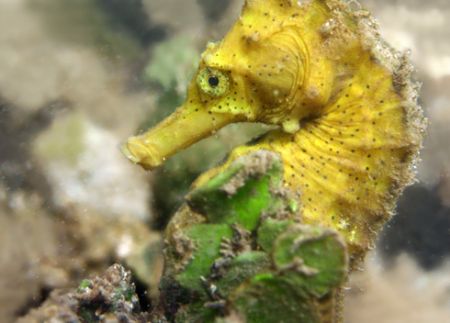 Pacific Seahorse. I was very excited to stumble upon this... by Mathew Cook 