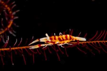 Nice coloured commensal shrimp on crinoid - D70, 105mm, t... by Simon Pickering 