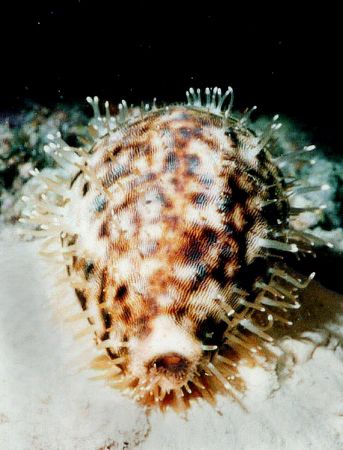 Tiger Cowrie with its mantle out on a night dive at the R... by Natasha Tate 