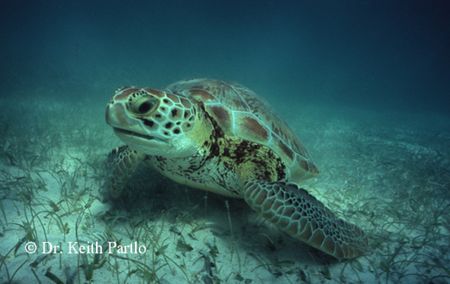 Green turtle Taken while snorkelling Nik II ,15mm, fuji, ... by Keith Partlo 