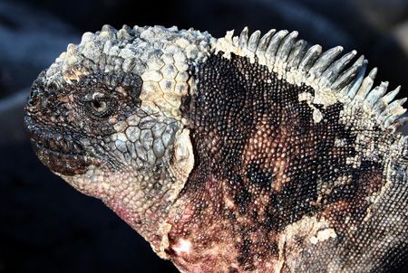 galapagos marine iguana by Stewart Smith 