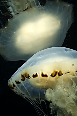 Compass Jellyfish - Trearddur bay, North Wales, UK.
Niko... by Paul Maddock 