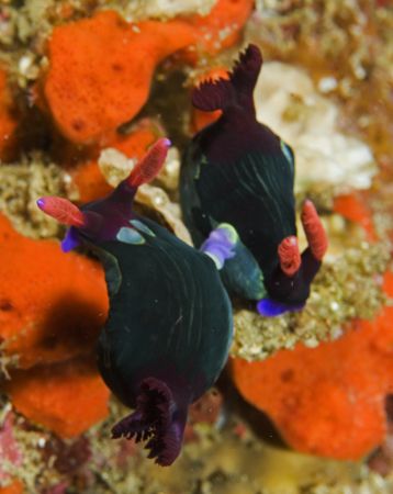 two nudibranchs making out in puerto galera,philippines by Parvin Dabas 