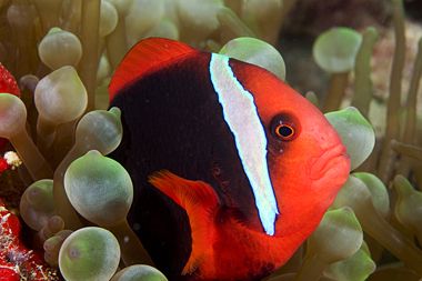 Clown fish red and black. Nikon D100 with macro 105 , two... by Marchione Giacomo 