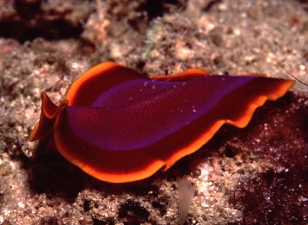 This flatworm - Pseudoceros ferrugineus captured my atten... by Alice Lee 