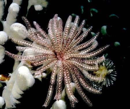 'OPEN for DINNER' Crinoids are reef indicator species, so... by Rick Tegeler 