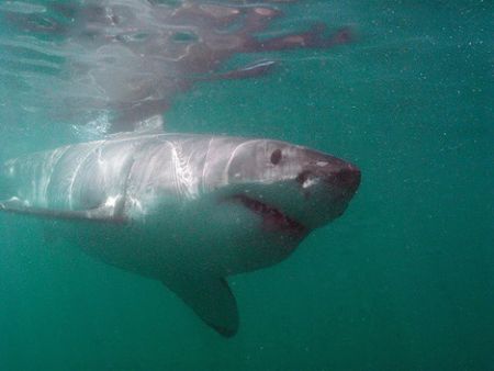 another Great White- this time face on. awesome. taken wi... by Fiona Ayerst 