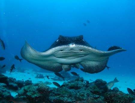 Smiling Marble Ray ~ Taken at Cocos Island ~ Was just abl... by Jeannette Howard 