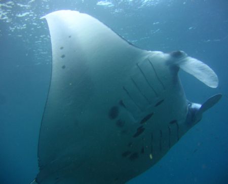 Manta Ray, Taken with Canon A95 by Katie Dann 