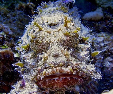 Scorpionfish. Key Largo, Florida. Sea and Sea DX3000. by David Heidemann 