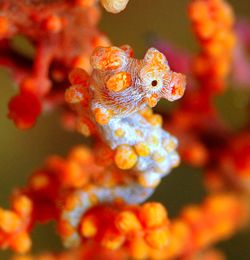Another Pygmy. D70,105mm. Lembeh Strait by Frankie Tsen 