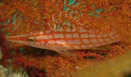 This Longnose Hawkfish was found chilling out in Cabo Pul... by Ash Pickering 