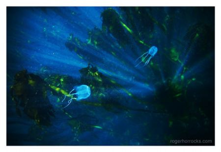 Jellyfish, near Camp's Bay, Cape Town. Nikon D200, 28 mm ... by Roger Horrocks 