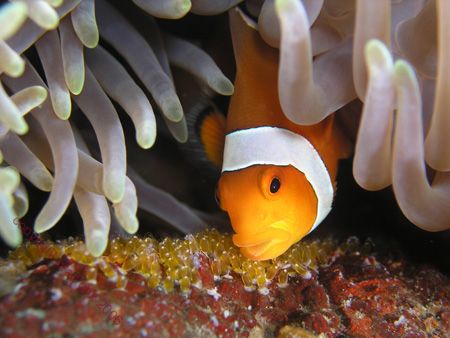 Nemo ....... looking after baby nemo's ..... Anenome fish... by Brad Cox 