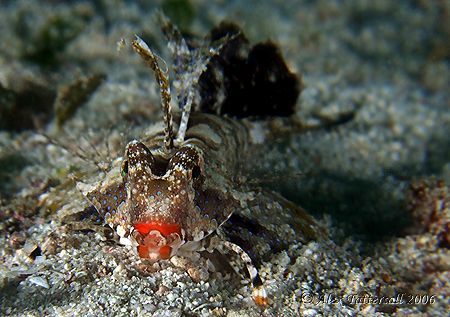 This is a juvenile red-lipped fingered dragonet from the ... by Alex Tattersall 