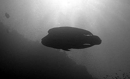Silhouetted large napolean wrasse. Olympus SP-350, no str... by Carl Wrightson 