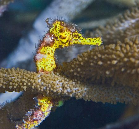 Seahorse was shot on night dive off Buddy Dive Resort wit... by Lee Marple 