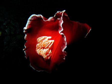 Spanish dancer whilest nightdive at Paradise reef Red Sea... by Patrick Neumann 