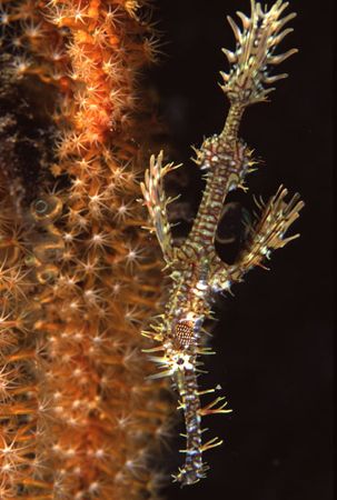 Ornate Ghost Pipefish by Richard Smith 