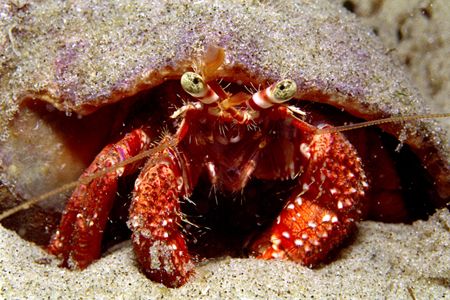 Hermit crab
Taken in a tide poll at Santa Catarina State... by João Paulo Krajewski 
