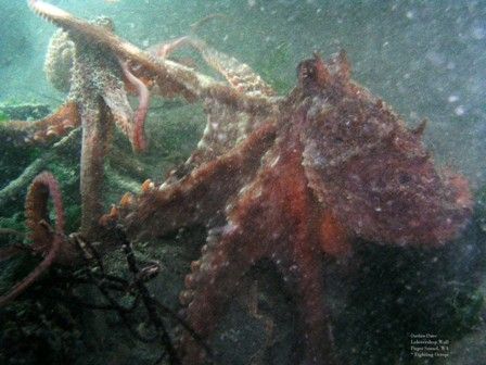 Fighting Octopi. These two baby Giant Pacific Octopi were... by David Andrews 