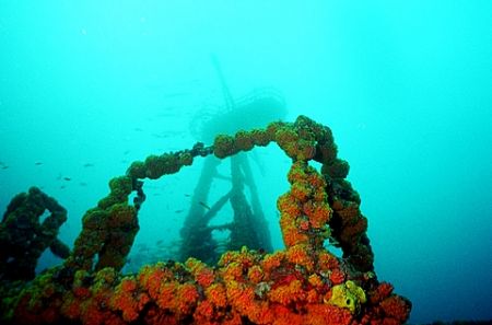 Corals on the Duane wreck, with crows nest in background. by Michael Salcito 