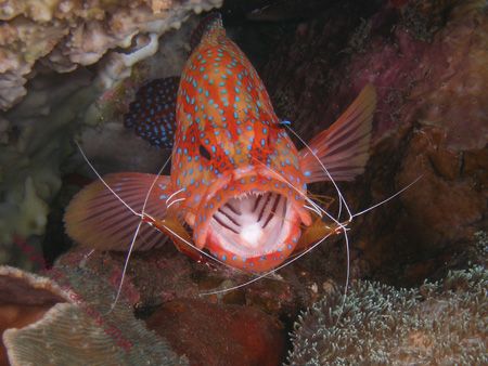 OPEN WIDE Coral Cod with cleaner shrimp doing their best ... by Brad Cox 