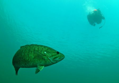 Bass and diver, Gilboa quarry, Ohio. D70, 10.5mm fisheye ... by David Heidemann 