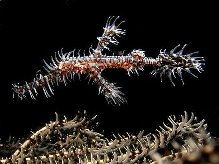 ornate ghost pipefish. Muck dive infront Manado Mall by Cipriano Gonzalez 