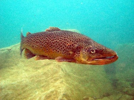 Trout enjoying life in Capernwray by Steve Laycock 