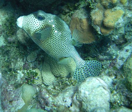 Spotted Trunkfish by Lora Tucker 