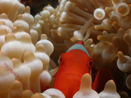 HELLO THERE ...... anemone fish Bali Full frame Olympus 7070 by Brad Cox 