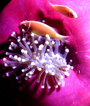 'PRETTY IN PINK' Pink anemone fish. Ingles Shoal, Walindi... by Rick Tegeler 