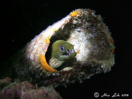 moray eel by Alex Lok 