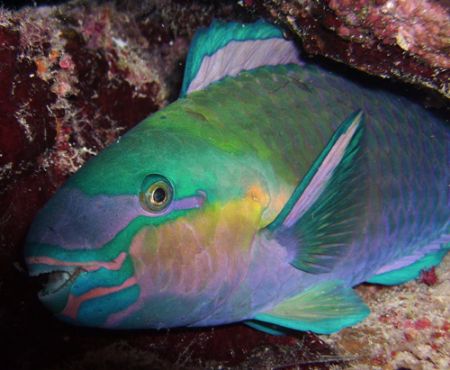 Sleeping Parrotfish taken with DC 500 whilest nightdive a... by Patrick Neumann 