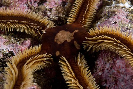 Black brittle star.
Hebrides.
D200 60mm by Mark Thomas 