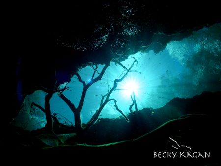 Mayan blue cenote...taken with no stobes at the moulth of... by Becky Kagan 