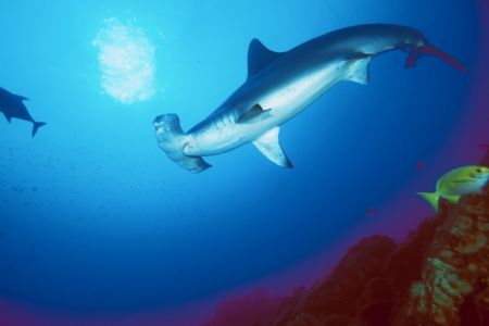 hammerhead shark ,Revillagigedo Is.Nikon F90x camera in A... by José Silva 