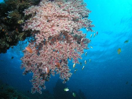 "On the Vine" Large hanging soft coral on the USAT Libert... by Damien Preston 