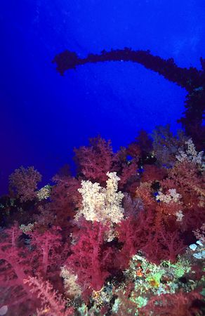 Soft corals on the Aida wreck.
Big brother. F50, 20mm. by Derek Haslam 