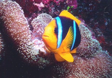 Seabae Clown Fish - Matangi Island Fiji. He was very aggr... by Marylin Batt 