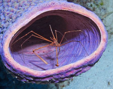 Yellowline Arrow Crab, Bonaire. by Lee Marple 