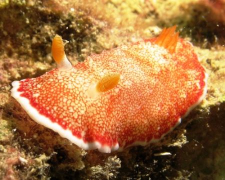 Chromodoris Reticulata....taken at Perhentian Island with... by Mohan Thanabalan 