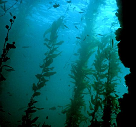 'KELP GARDEN' As most of us know, diving in frigid water ... by Rick Tegeler 