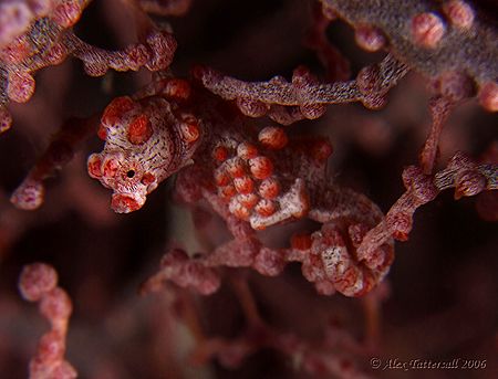 1st go with a pygmy seahorse... treading on wellworn trac... by Alex Tattersall 