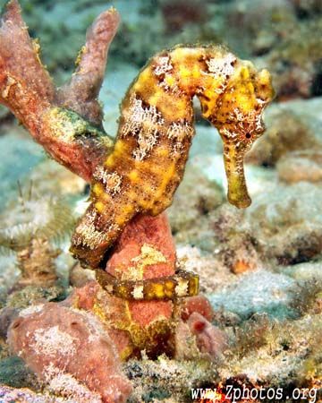 A not so blended in longsnout seahorse. by Zaid Fadul 