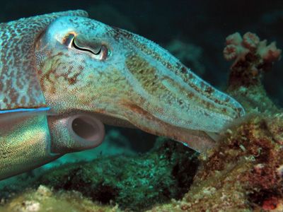 Cuttlefish (laying eggs?) taken at Bida Nok Bay, one week... by Tobias Reitmayr 