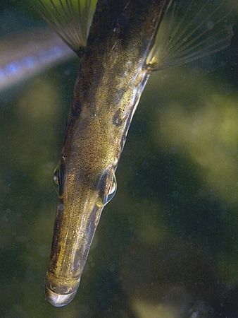 Stickleback - the fifteen spined variety!
Aughrusmore Pi... by Mark Thomas 