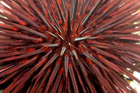 Sea urchin macro - looks dangerous, no? Photo taken in La... by Dallas Poore 